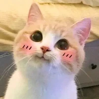 แอดเองง