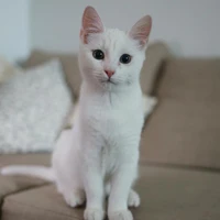 รีน่า