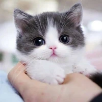 𝐊𝐢𝐤𝐢 - Your cutest author