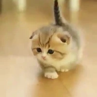 ฟูจิ(นายเอกในร่างแมว)🐈🐱