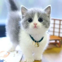 kucing ( kino )