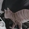 gato do baji