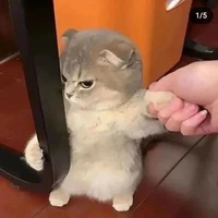 แอดเอง