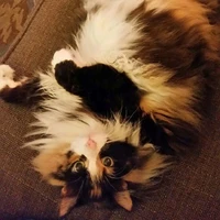 Gato