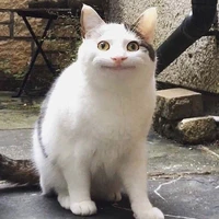siti
