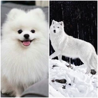 Snow(fl pet)