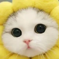 แมวน้อยโอเรเระ