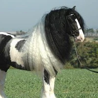 chita