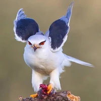 anngry