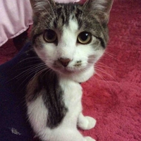 Lexi (the cat)