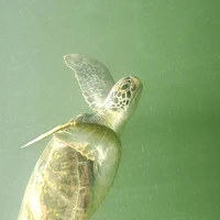 เเอด