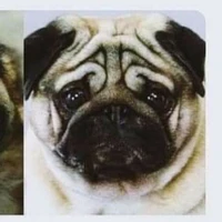 แอด
