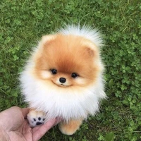 mrhoney