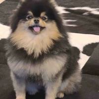 Yeontan 