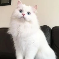 อาลัว