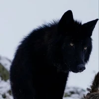 Forma Lobo Do Tae