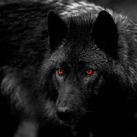 Forma Lobo do Pai Do Tae