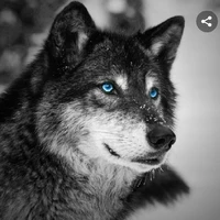 Forma Lobo Do Kim-Suk