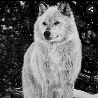 Forma Lobo Do Pai Da Mi