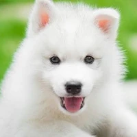 Puppy