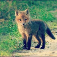 Baby Fox