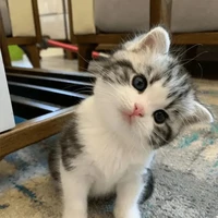 Baby cat