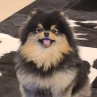 Yeontan [V Dog]