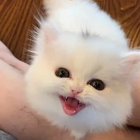 เทค(ร่างแมว)