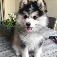 poqui