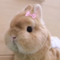 Bunny
