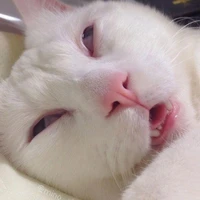 แอดเองจ้า