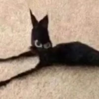 gato play boy