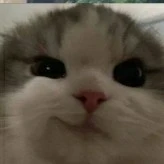 cute author
