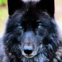 zach (mate wolf)