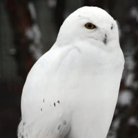 musa-fl owl spirit
