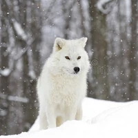 Snow (Jiminie