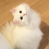 สโนว์(แมวนางเอก)