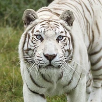 Luka –Tigre–
