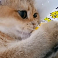 เพื่อนของนาม