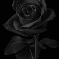 Mors Rosa