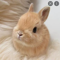 Caramel / Melly / Fl