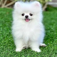 puppy