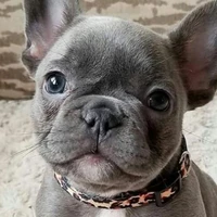 Perla