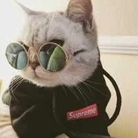 Taehyung (kucing)
