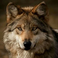 Zaid Hussein Elmahdy