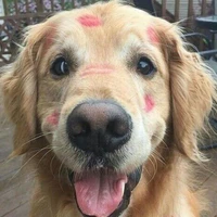Doguinho