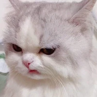 แอดเองง🫶