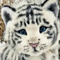 Seus .tigre.