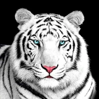 ราชฆาต(สิงโตของนายเอก)🦁