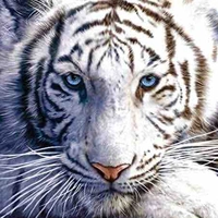 Siber